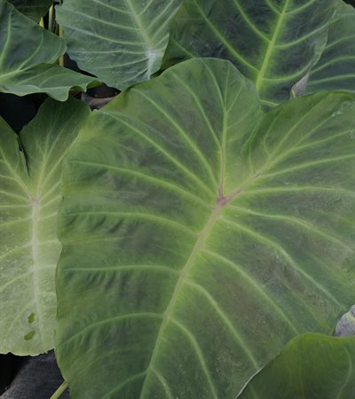 Elephant Ear Maximus Gigante